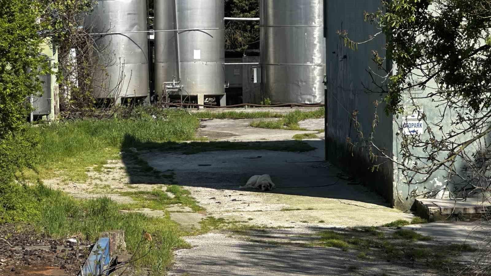 10 yıldır ödenmeyen süt paraları için fabrika önünde toplandılar 7 10 yildir odenmeyen sut paralari icin fabrika onunde toplandilar 3 agMpbpvF