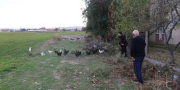 11-tavugu-kopeklerce-telef-edilen-mahalleli-hayvanlarini-korumak-icin-cobanlik-yapiyor-mE8J4Uf6.jpg