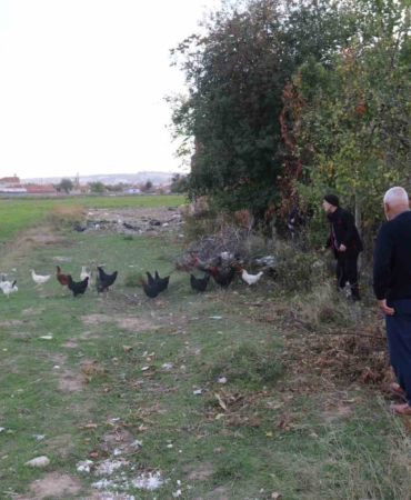 11-tavugu-kopeklerce-telef-edilen-mahalleli-hayvanlarini-korumak-icin-cobanlik-yapiyor-mE8J4Uf6.jpg