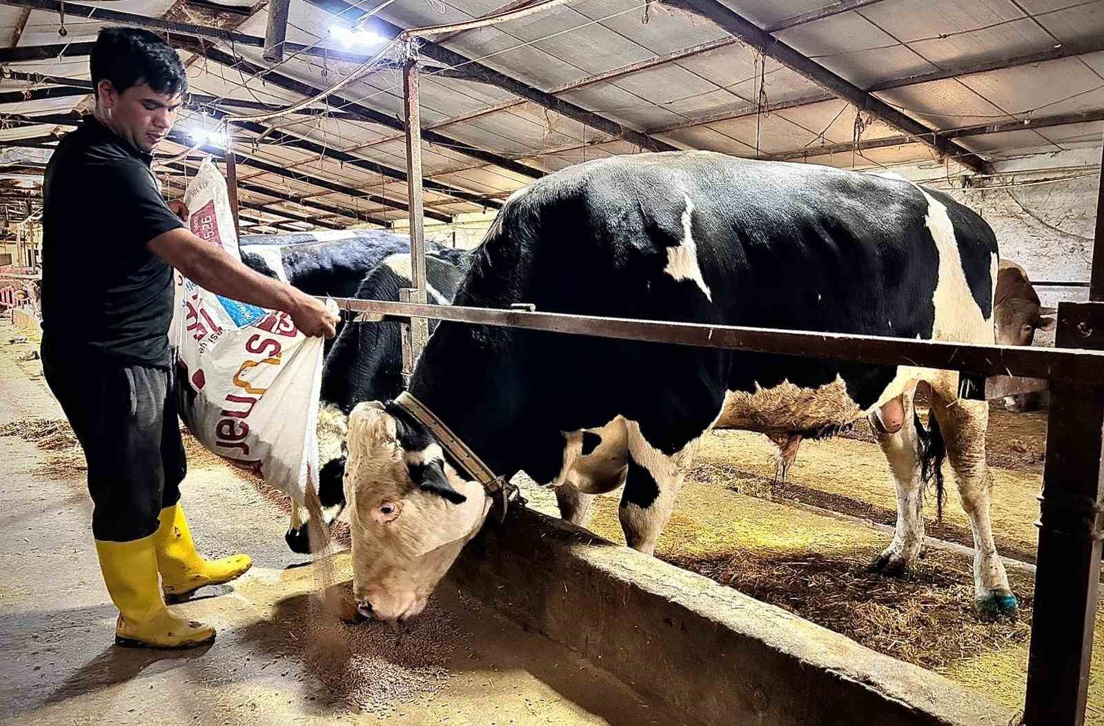 12 tonluk dev pasa 650 bin liraya alicisini buldu 2 YkUZHKSr