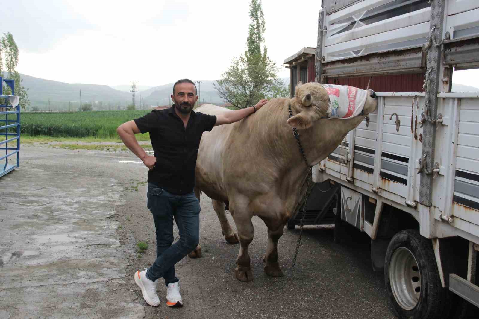 12 tonluk kurbanlik 650 bin liraya alicisini bekliyor 0 29Hc88MV