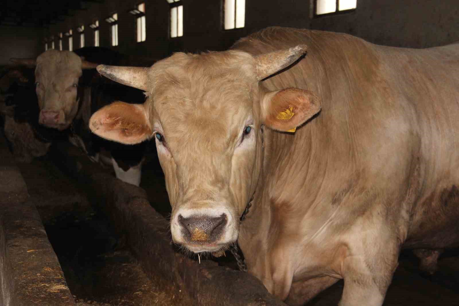 12 tonluk kurbanlik 650 bin liraya alicisini bekliyor 1 XKHfhWuy