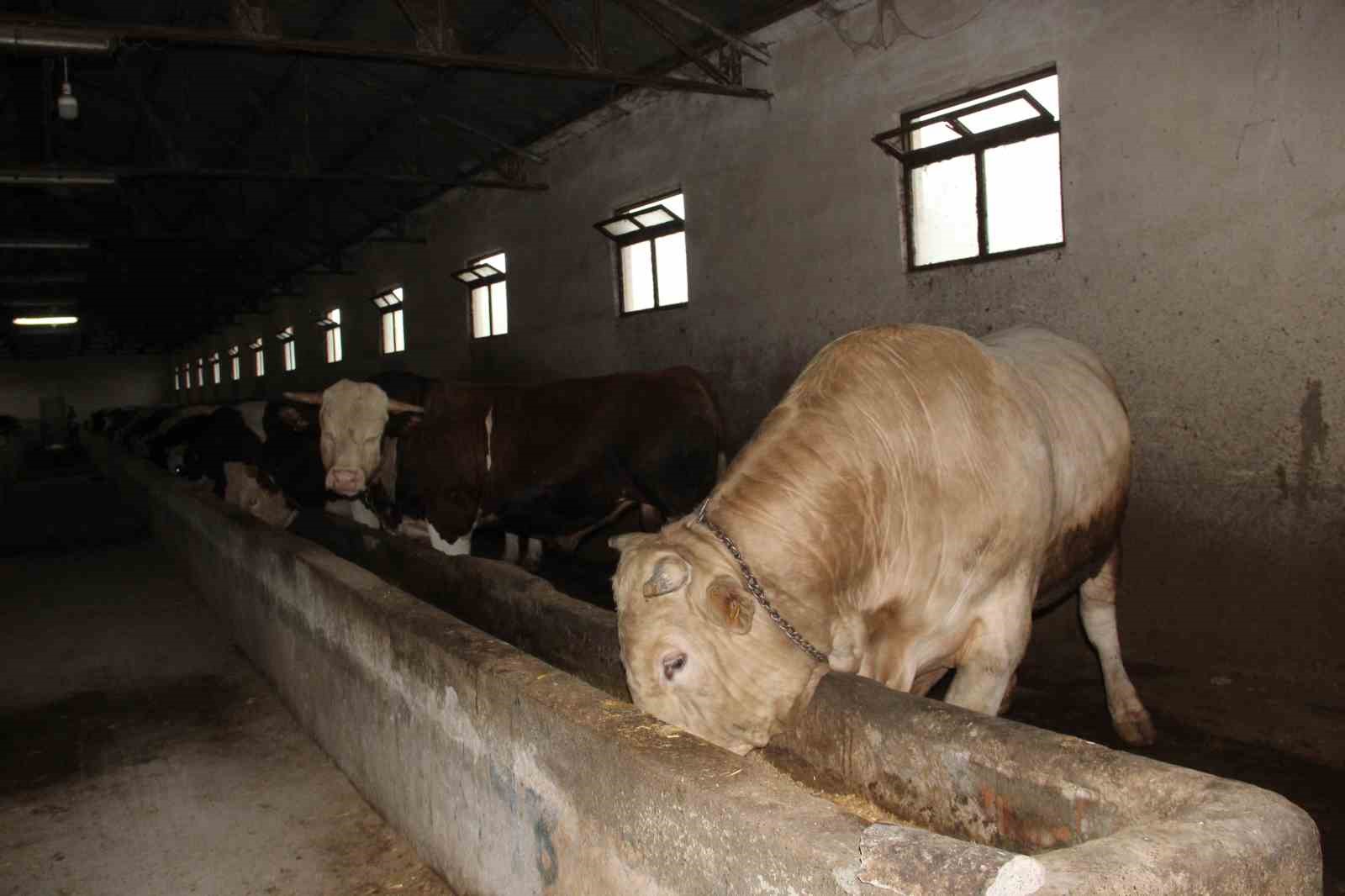 12 tonluk kurbanlik 650 bin liraya alicisini bekliyor 2 WqmrcLzz