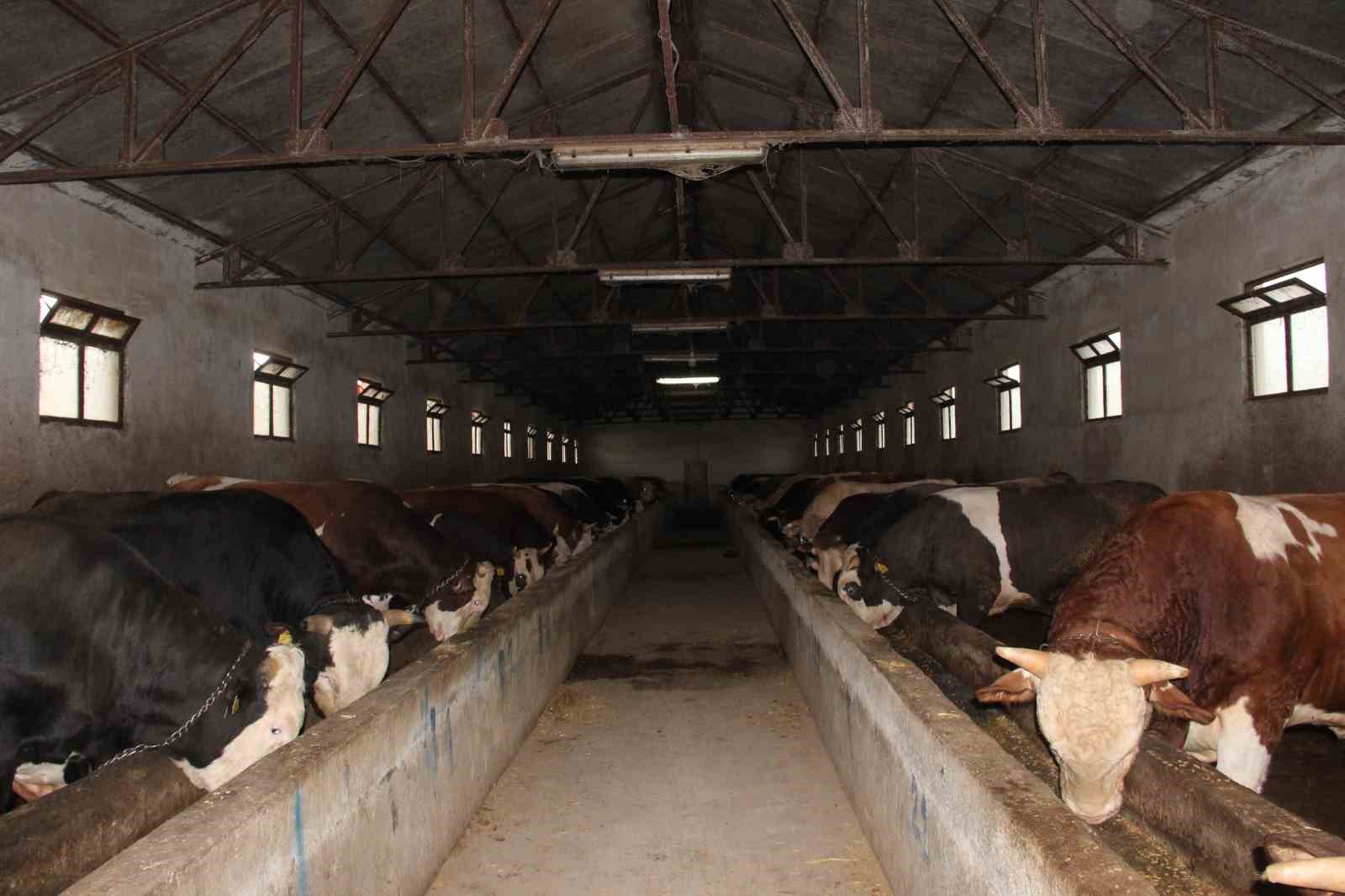 12 tonluk kurbanlik 650 bin liraya alicisini bekliyor 3 huOQSOgl