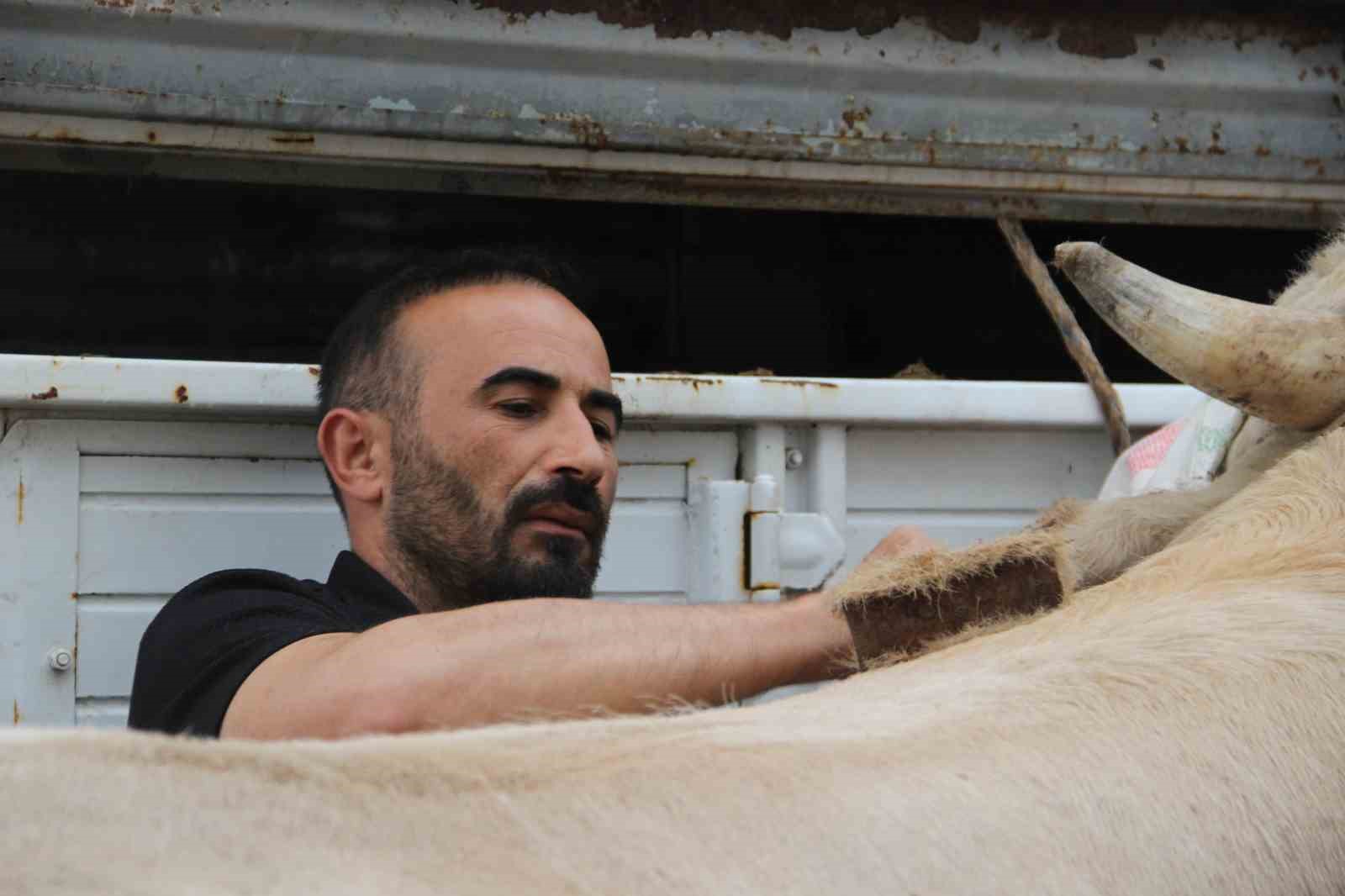12 tonluk kurbanlik 650 bin liraya alicisini bekliyor 5 nwkv3SWB