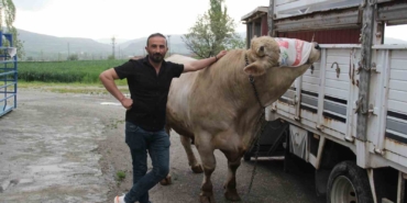 12-tonluk-kurbanlik-650-bin-liraya-alicisini-bekliyor-x28AtuWC.jpg