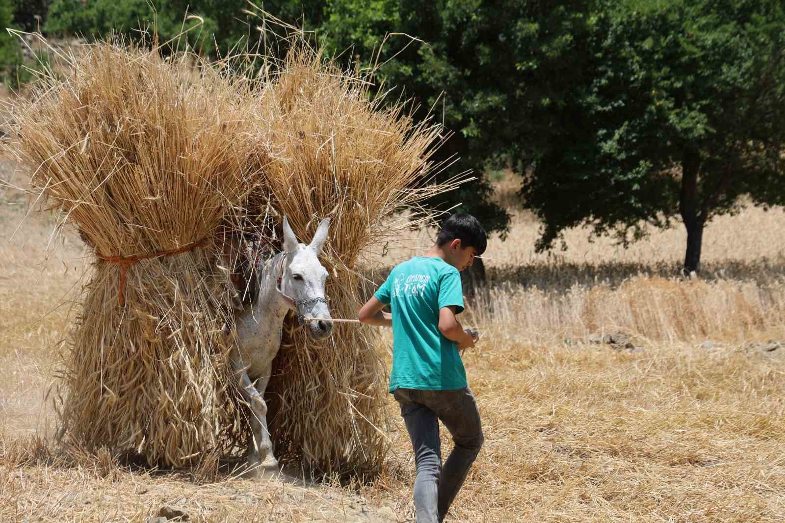 1200 rakimli dag koylerinde imece usulu hasat 1 nLLbIbC6
