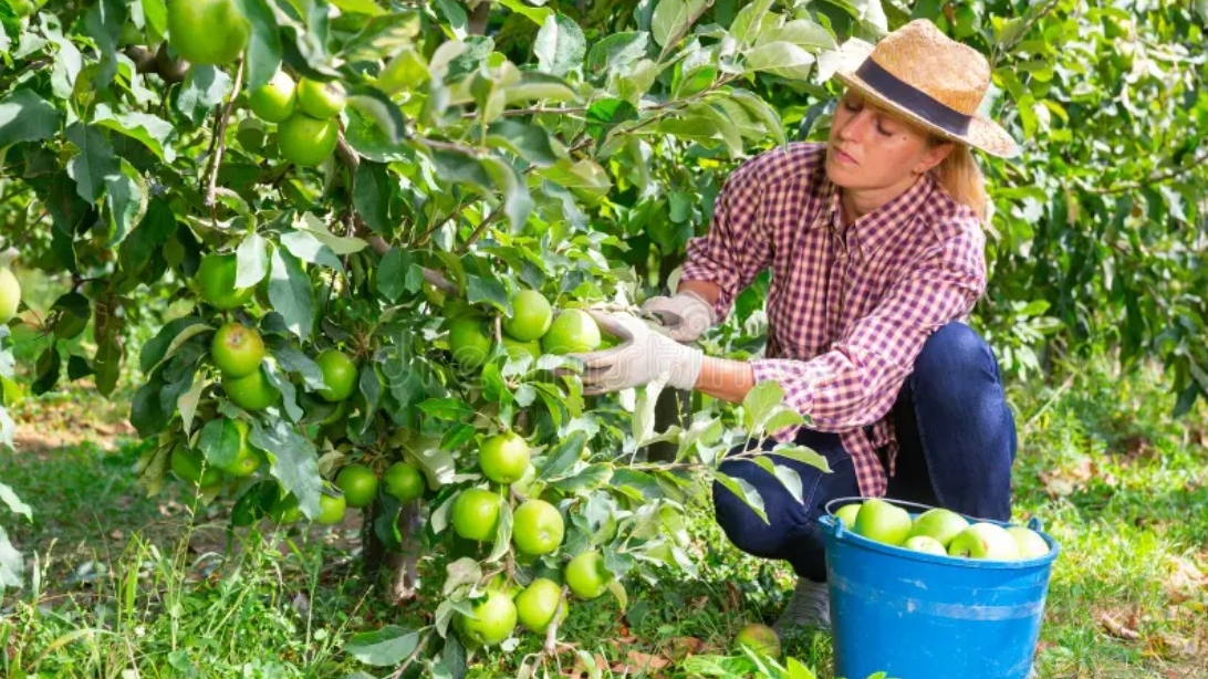 Rüyada Yeşil Elma Toplamak Ne Demektir?