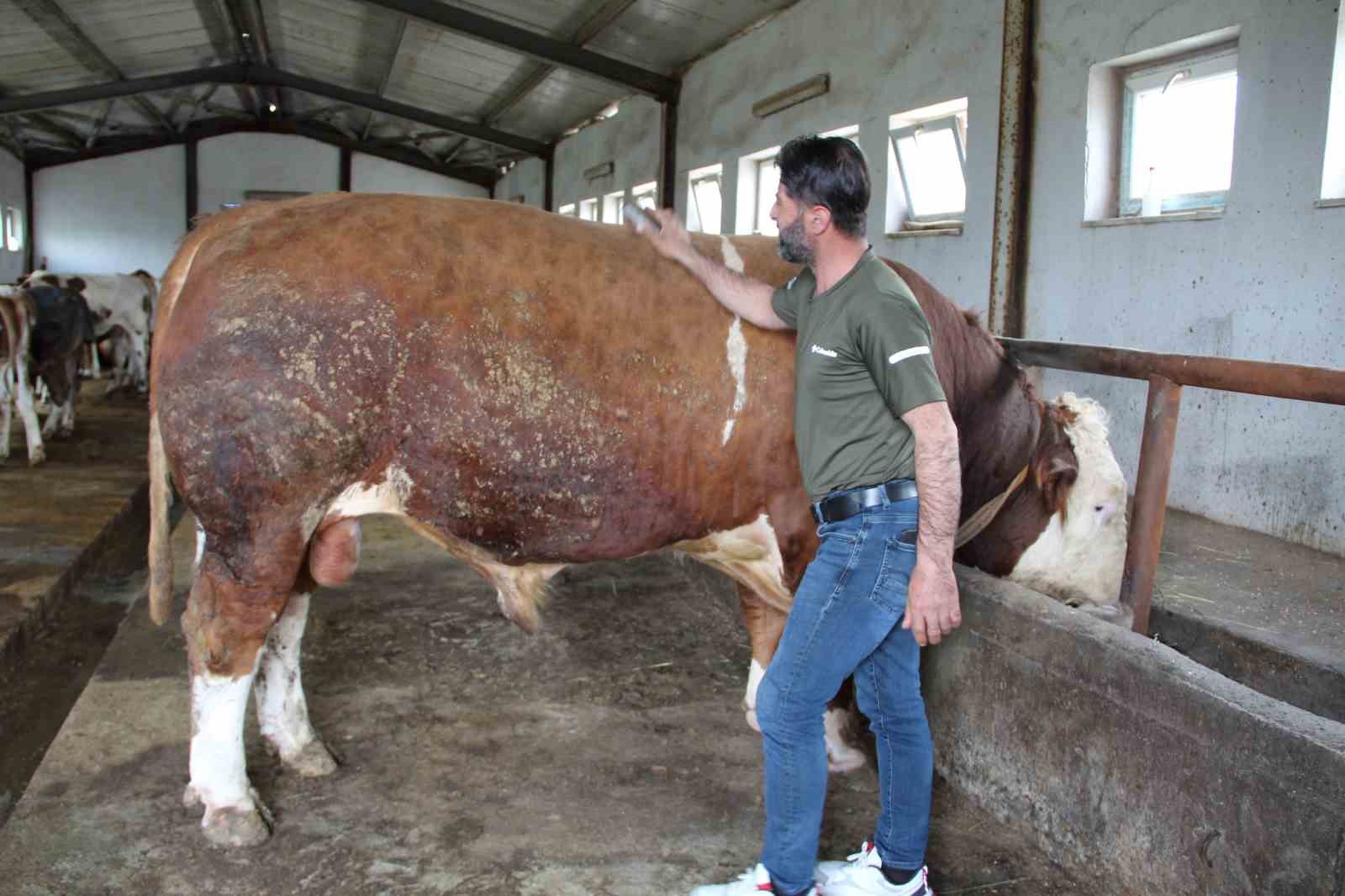 15 tonluk tosun pasa kurban bayrami oncesi alicisini bekliyor 2 y6jRGe5Y
