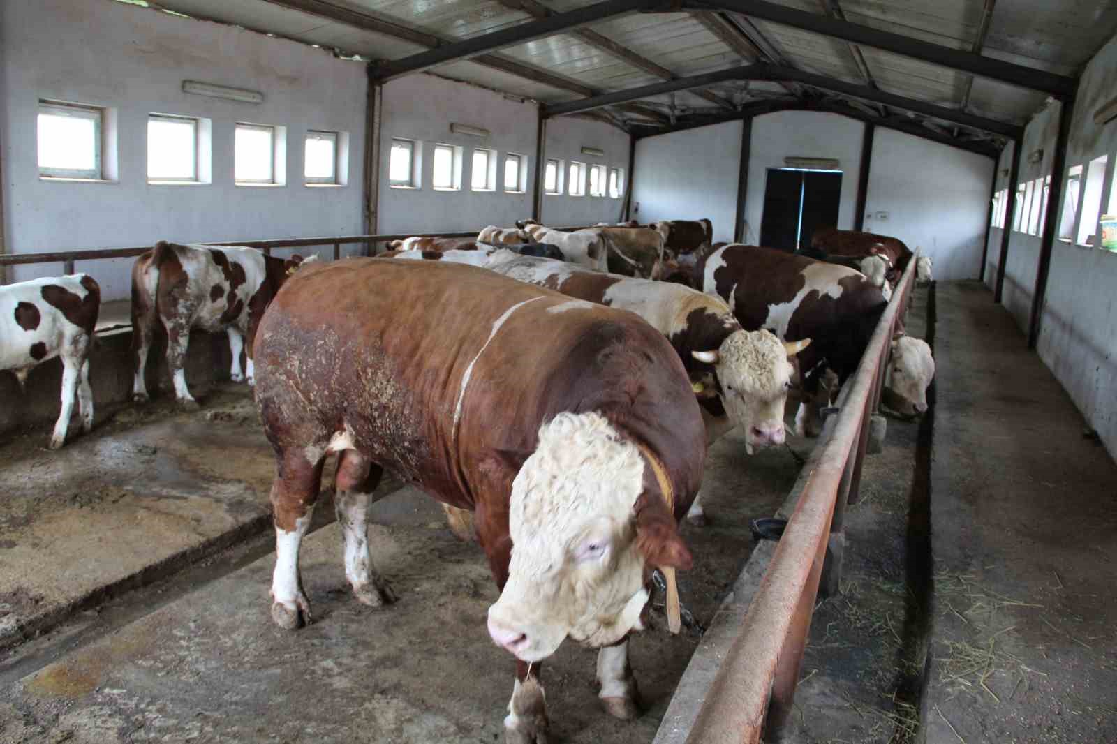 15 tonluk tosun pasa kurban bayrami oncesi alicisini bekliyor 3 vqAJi18X