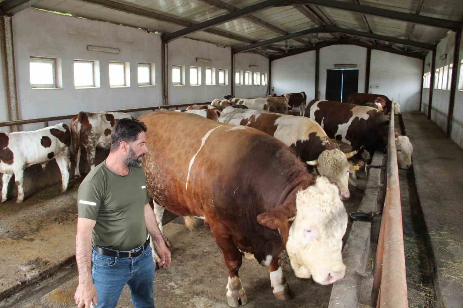 15 tonluk tosun pasa kurban bayrami oncesi alicisini bekliyor 4 mdbF7KSS