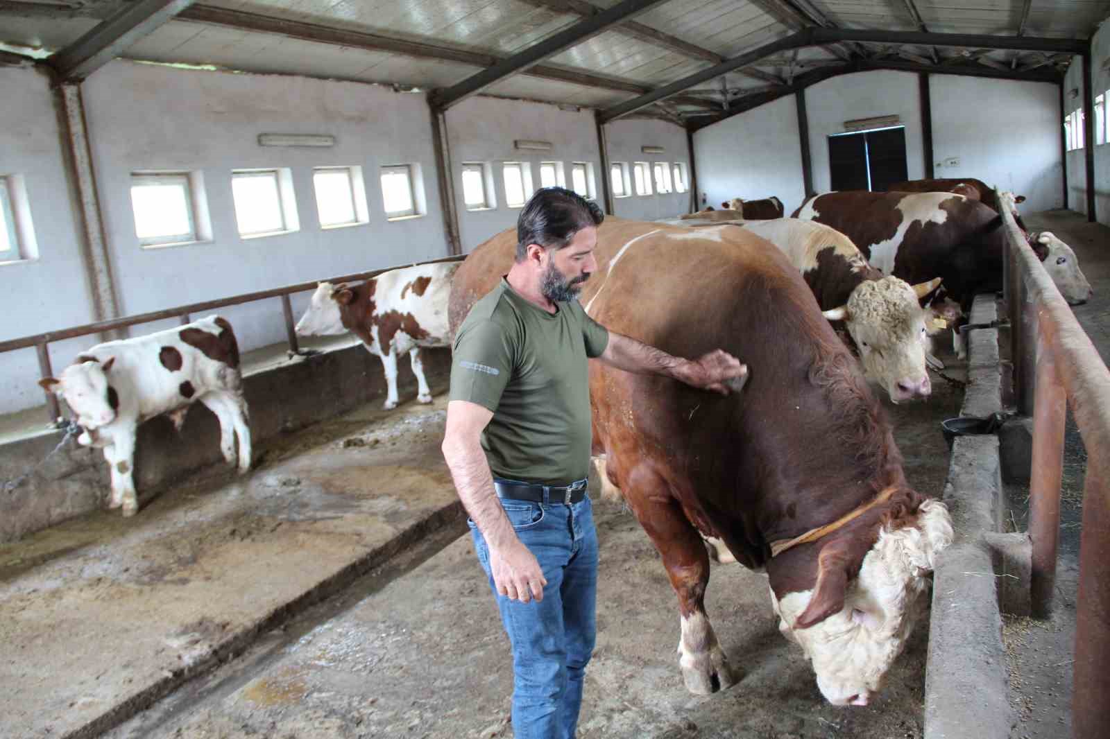 15 tonluk tosun pasa kurban bayrami oncesi alicisini bekliyor 5 1mZNnetm