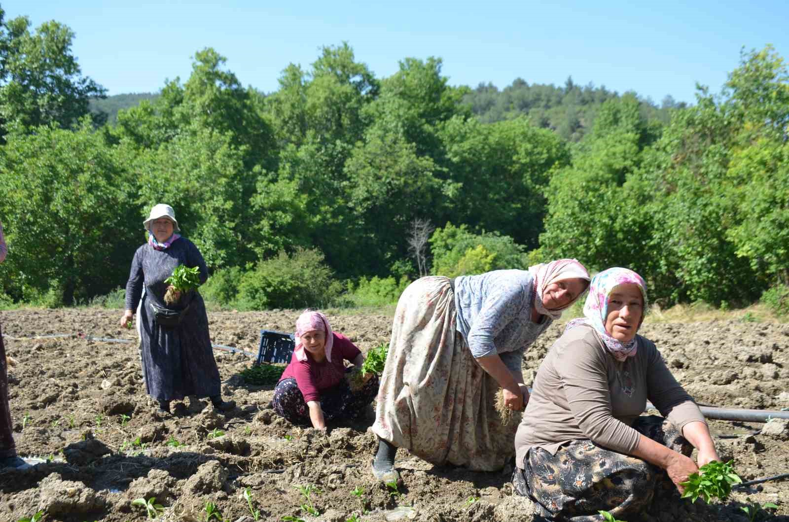 162 yildir ayni ata tohumu ile ekiyorlar 0 AtrlUmZ9