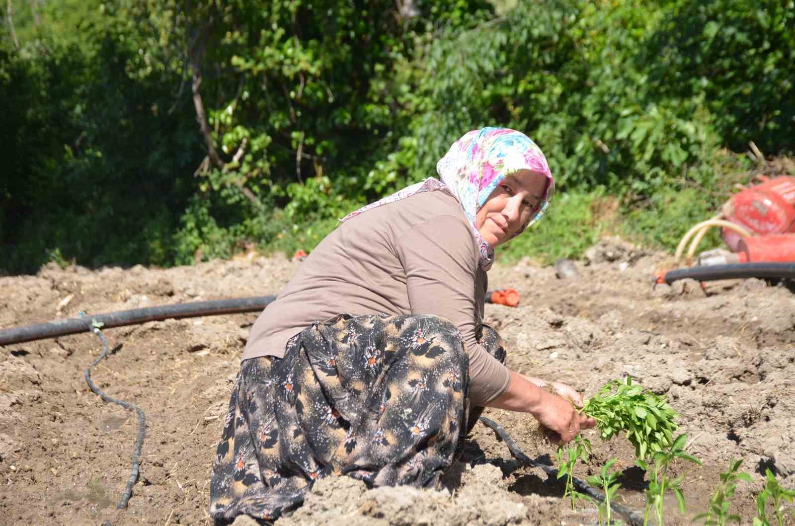 162 yildir ayni ata tohumu ile ekiyorlar 1 lkGzfKJE