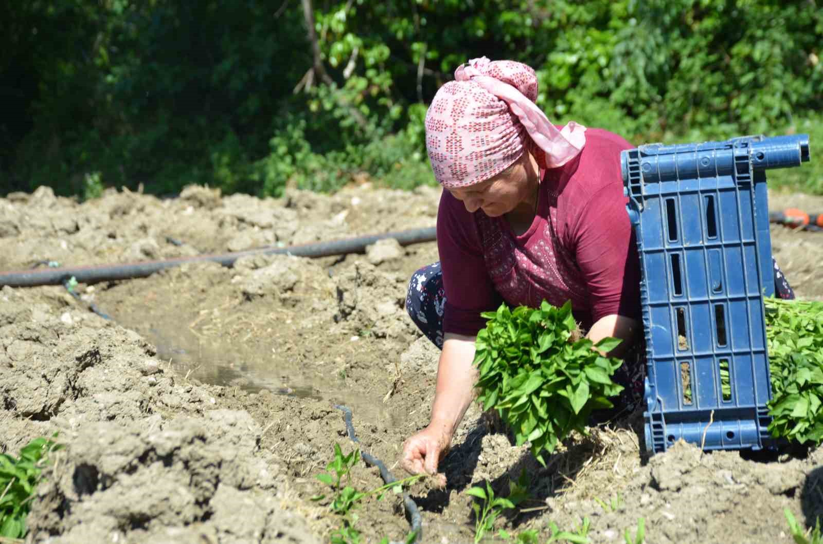 162 yildir ayni ata tohumu ile ekiyorlar 3 neYnev8S