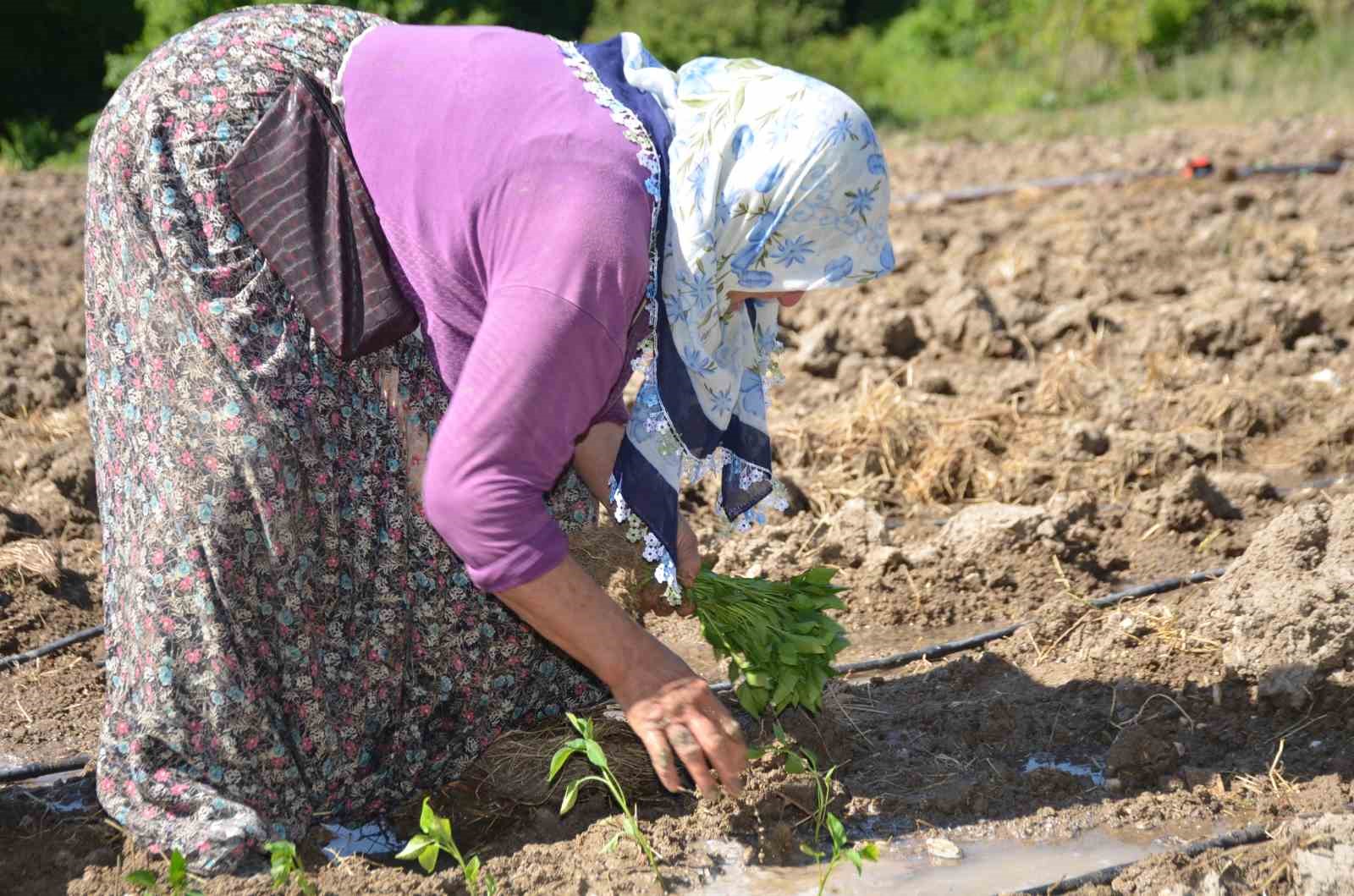 162 yildir ayni ata tohumu ile ekiyorlar 4