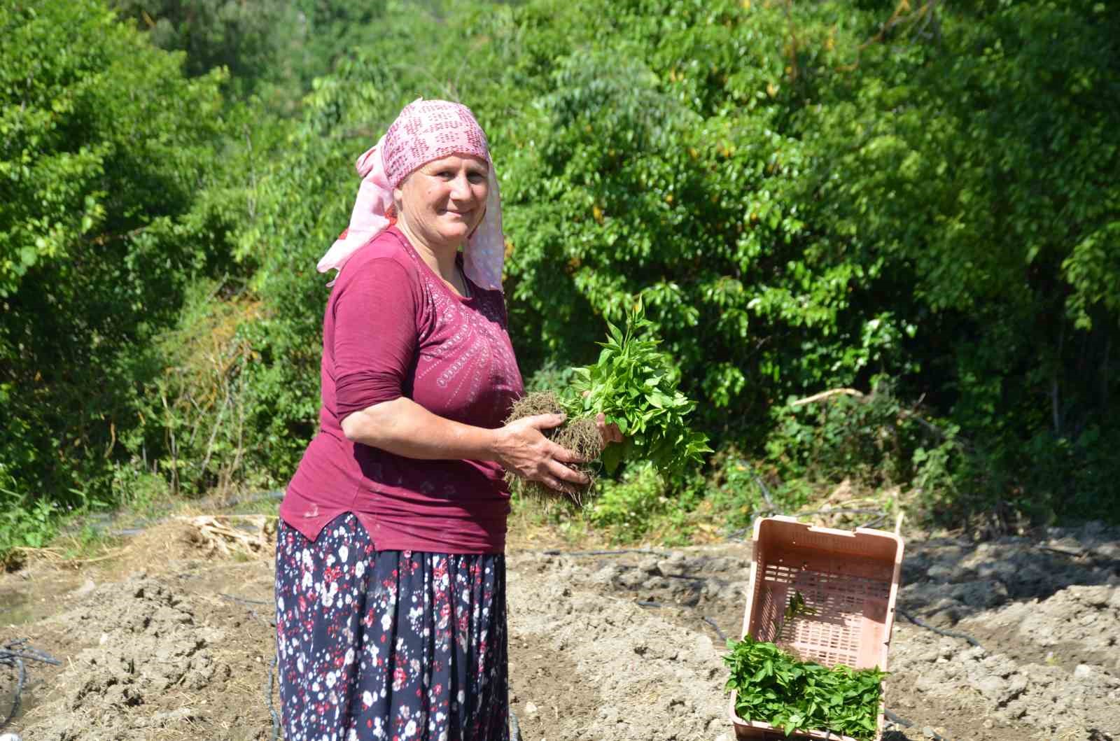 162 yildir ayni ata tohumu ile ekiyorlar 5