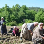 162-yildir-ayni-ata-tohumu-ile-ekiyorlar-SXO1njFM.jpg