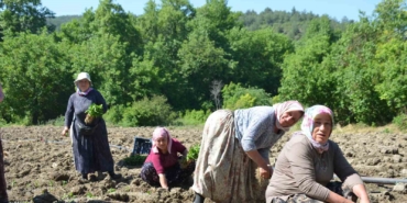 162-yildir-ayni-ata-tohumu-ile-ekiyorlar-SXO1njFM.jpg
