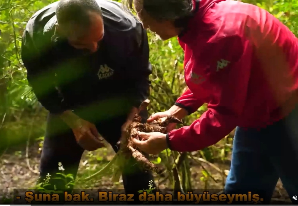 Survivor 2026’da yucca nedir?