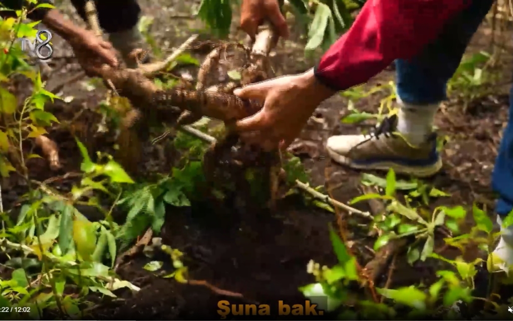 Survivor 2026’da yucca nedir?