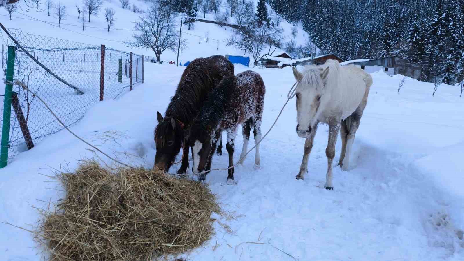 2 bin 100 rakimli kislada aylarca kar altinda mahsur kalan atlari koyun gencleri kurtardi SKufD25X