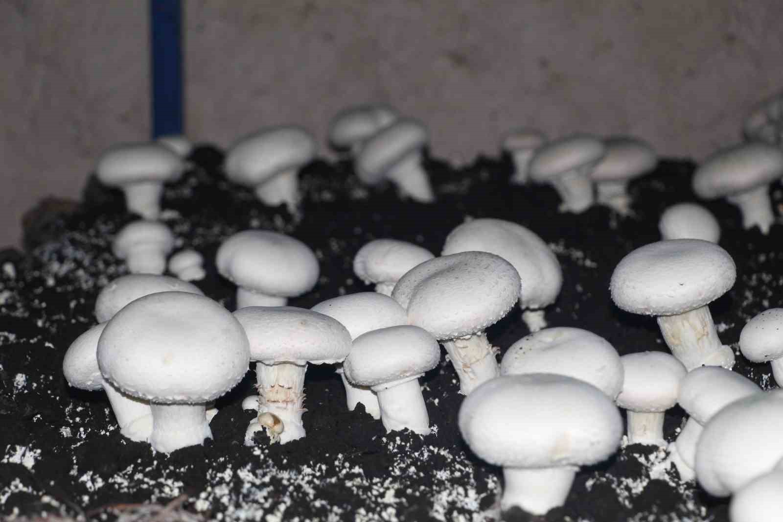 2 bin yillik tarihi magarada mantar uretim tesisi kurdu 1 8DLEGc1L