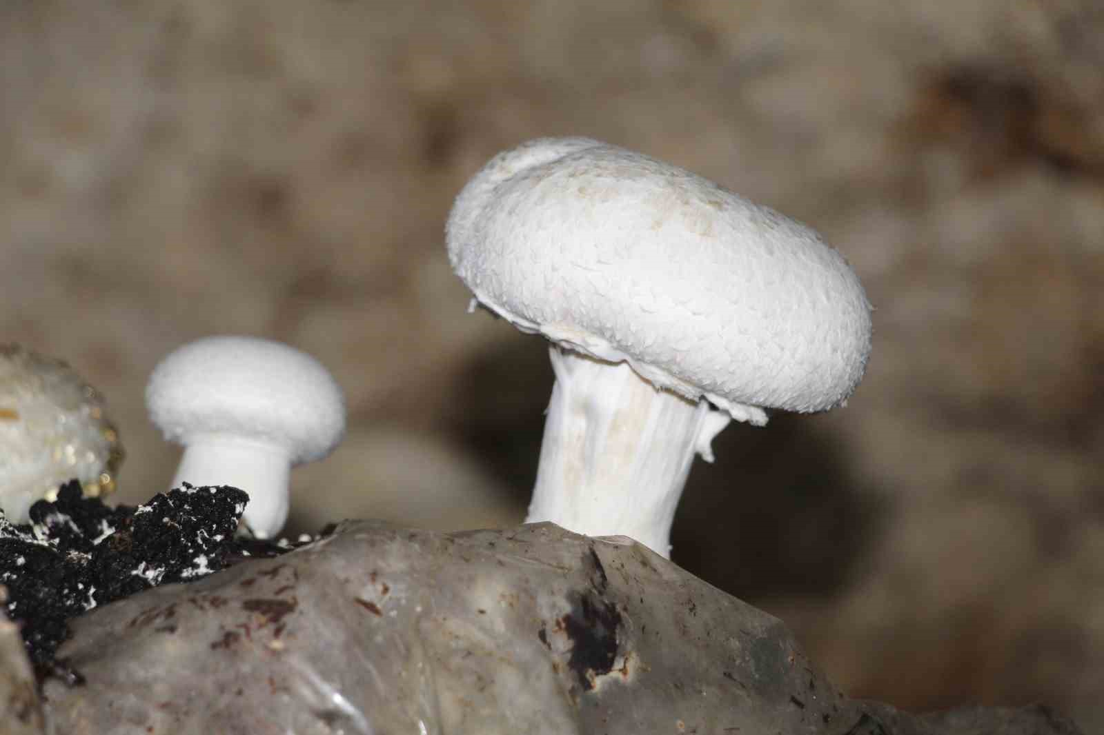 2 bin yillik tarihi magarada mantar uretim tesisi kurdu 7 f5SEz2mm