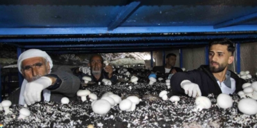2-bin-yillik-tarihi-magarada-mantar-uretim-tesisi-kurdu-PY555Xdv.jpg