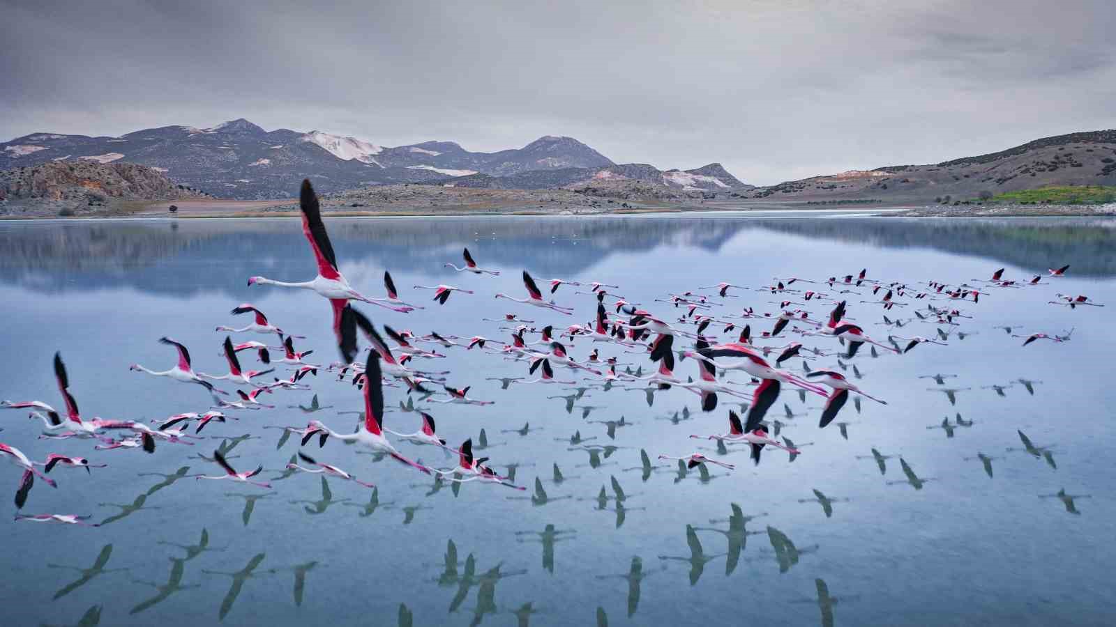 2 yil onceye kadar flamingolari agirlayan golde simdi sadece ayak izleri kaldi 0 V6QSSQKE