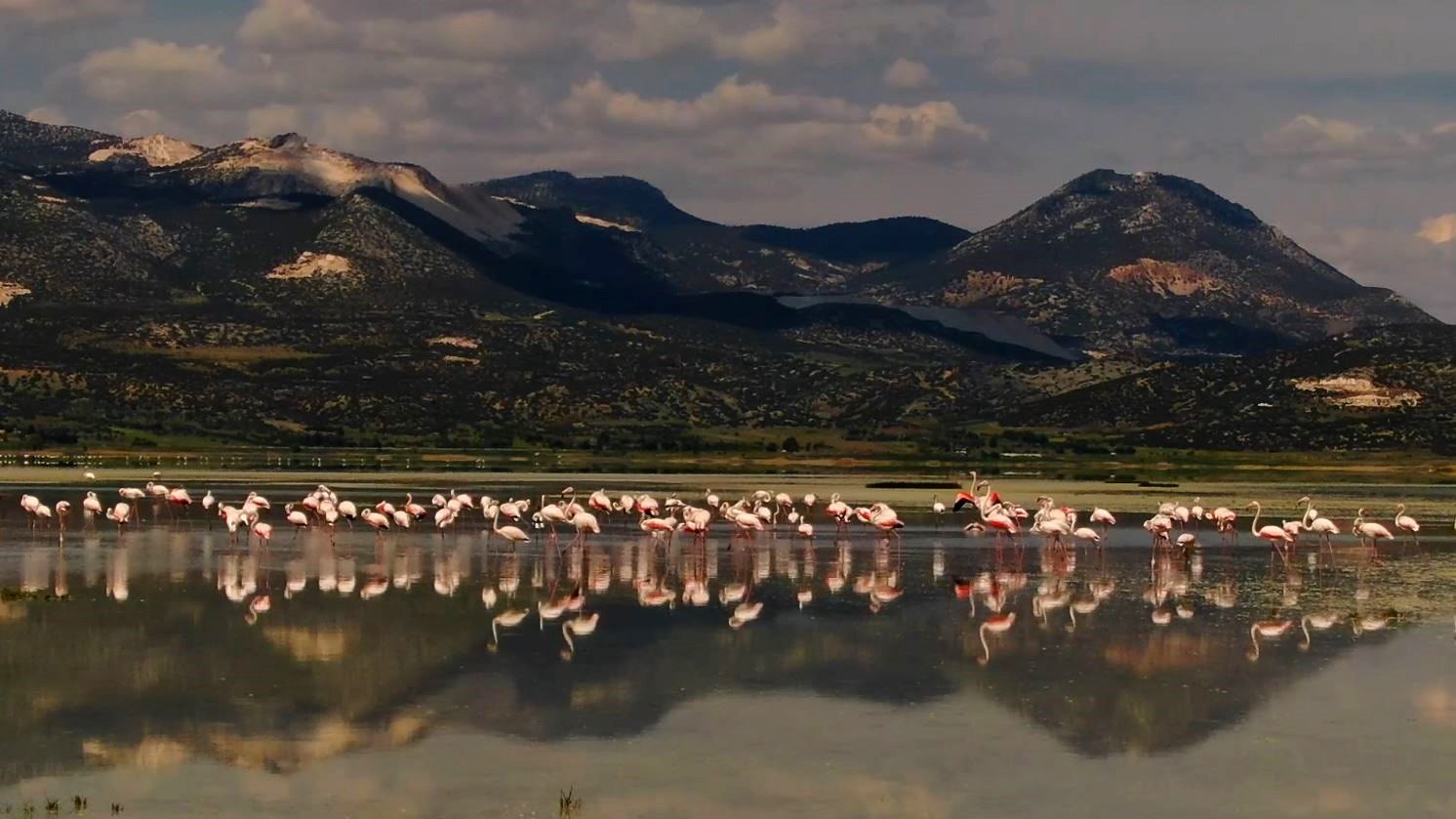 2 yil onceye kadar flamingolari agirlayan golde simdi sadece ayak izleri kaldi 4 d6X8pdbz