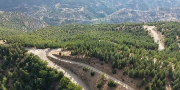 20-yil-once-serpilen-sedir-tohumlari-genc-ormana-donustu-MXxmMsku.jpg