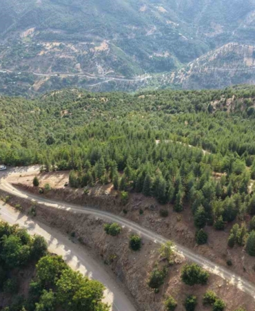 20-yil-once-serpilen-sedir-tohumlari-genc-ormana-donustu-MXxmMsku.jpg