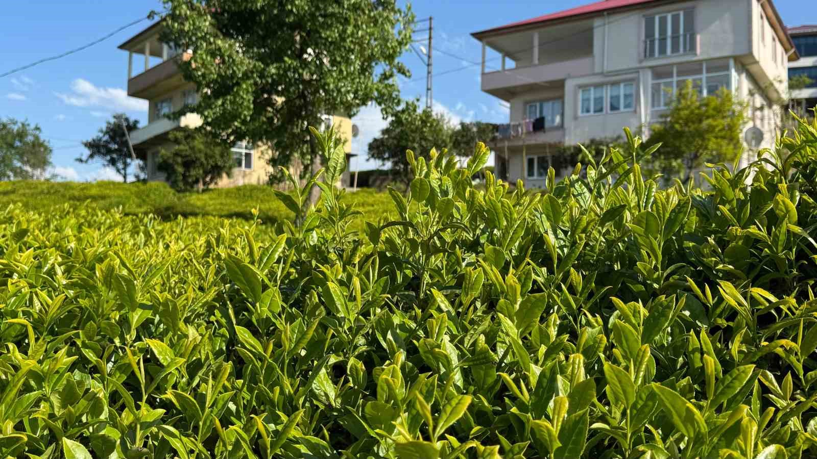 2026 yili yas cay taban fiyati 35 tl oldu 1 MyNhIgja