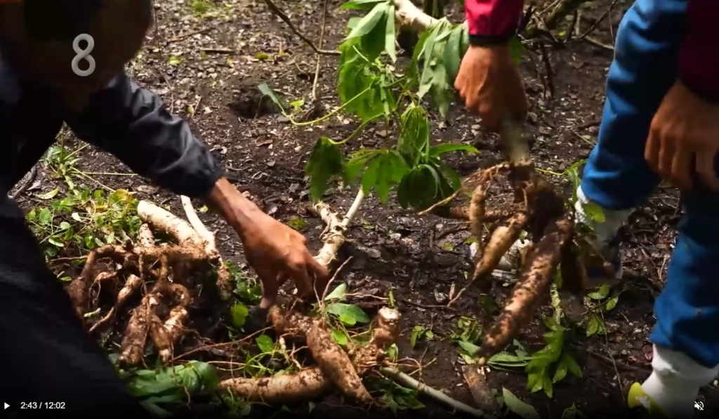 Survivor 2026’da yucca nedir?