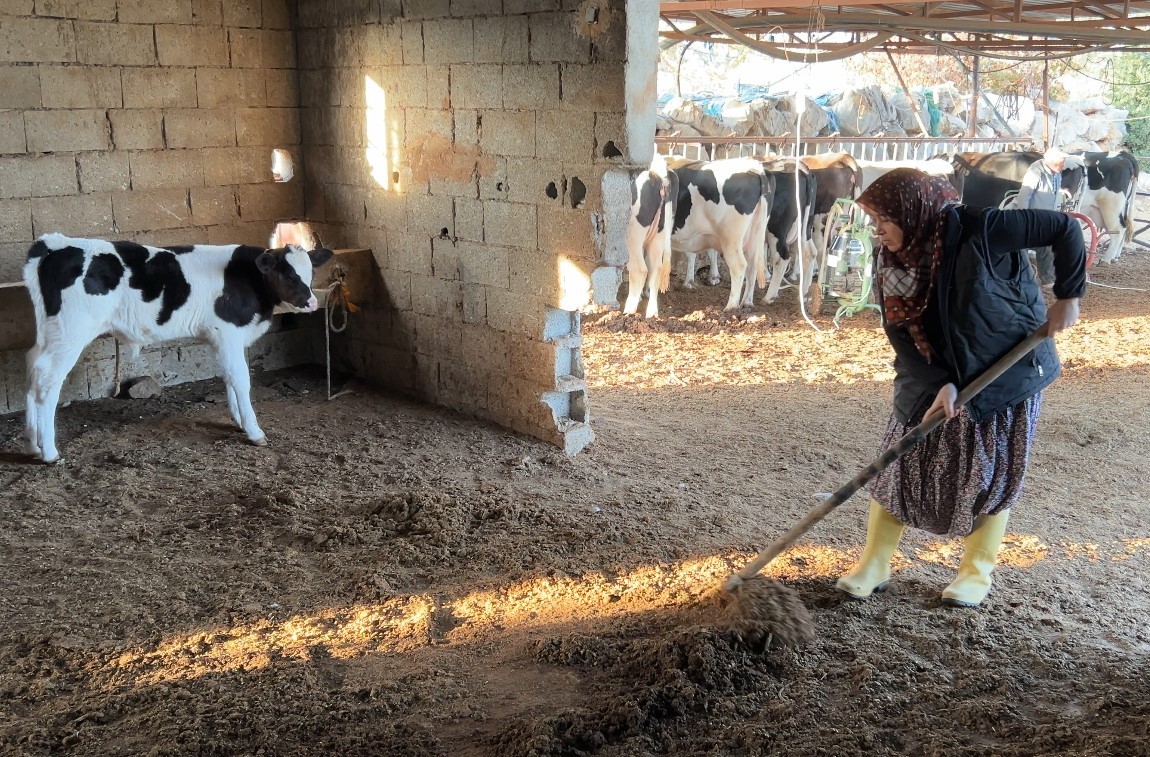 3 çocuk annesinin azmi: Hayvancılıkla uğraşırken çocukların ilk öğretmeni oldu 13 3 cocuk annesinin azmi hayvancilikla ugrasirken cocuklarin ilk ogretmeni oldu 9 Zab8XthH