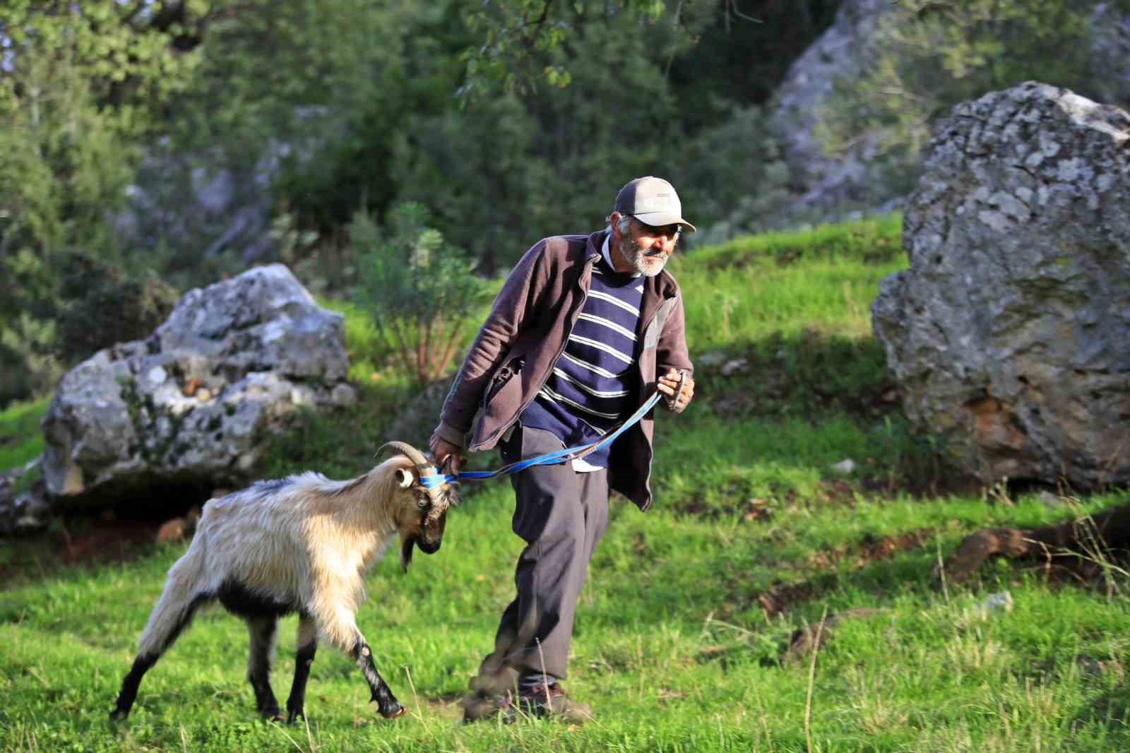 3 kecisini kurtlar yiyen yasli adam mahsur kaldigi ucurumdan kurtarilan son kecisine sarilip doyasiya