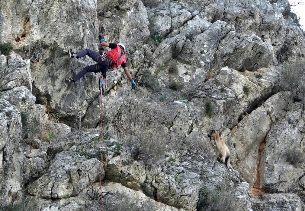 3 kecisini kurtlar yiyen yasli adam mahsur kaldigi ucurumdan kurtarilan son kecisine sarilip doyasiya OQYGvna8