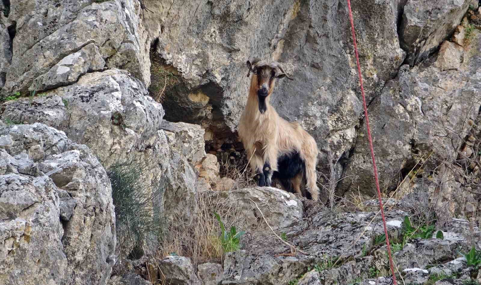 3 kecisini kurtlar yiyen yasli adam mahsur kaldigi ucurumdan kurtarilan son kecisine sarilip doyasiya fJz2HXRO