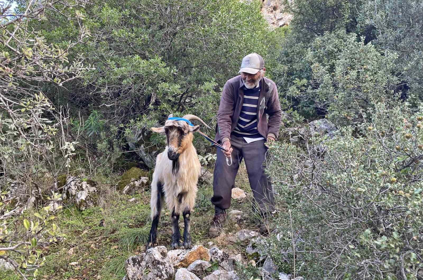 3 kecisini kurtlar yiyen yasli adam mahsur kaldigi ucurumdan kurtarilan son kecisine sarilip doyasiya m1bEQaNc