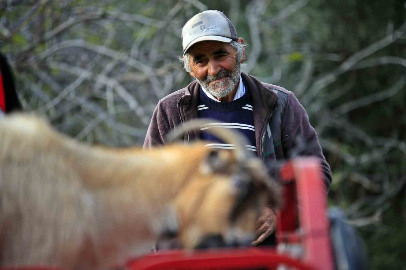 3 kecisini kurtlar yiyen yasli adam mahsur kaldigi ucurumdan kurtarilan son kecisine sarilip doyasiya