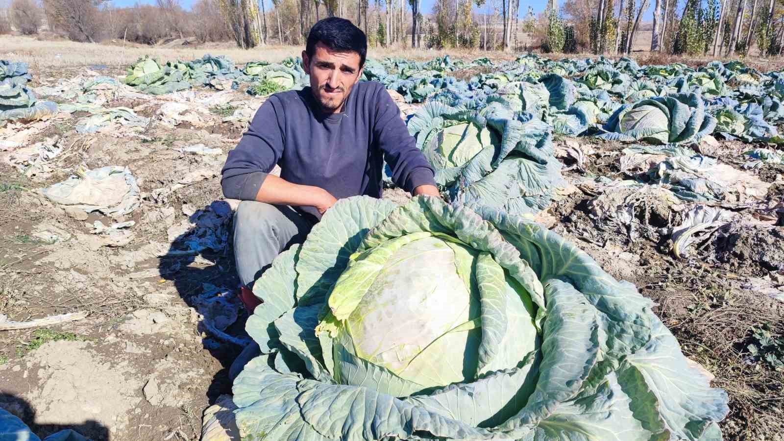 30 yıldır lahana üreten baba ve oğul, bölgeye organik ürün sunuyor 4 30 yildir lahana ureten baba ve ogul bolgeye organik urun sunuyor 0 cbvRLlmy