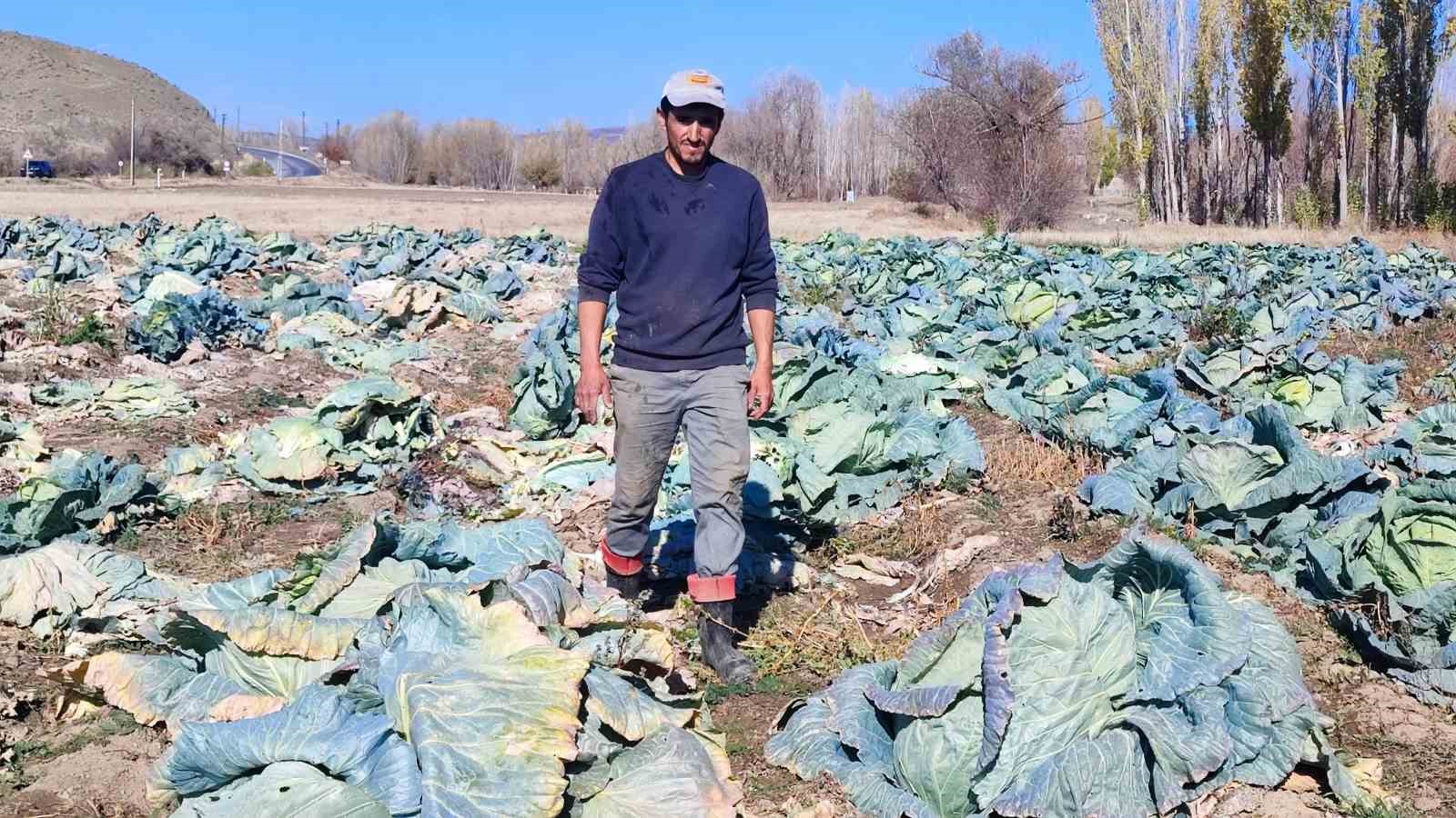 30 yıldır lahana üreten baba ve oğul, bölgeye organik ürün sunuyor 5 30 yildir lahana ureten baba ve ogul bolgeye organik urun sunuyor 1 VuPUmvXO