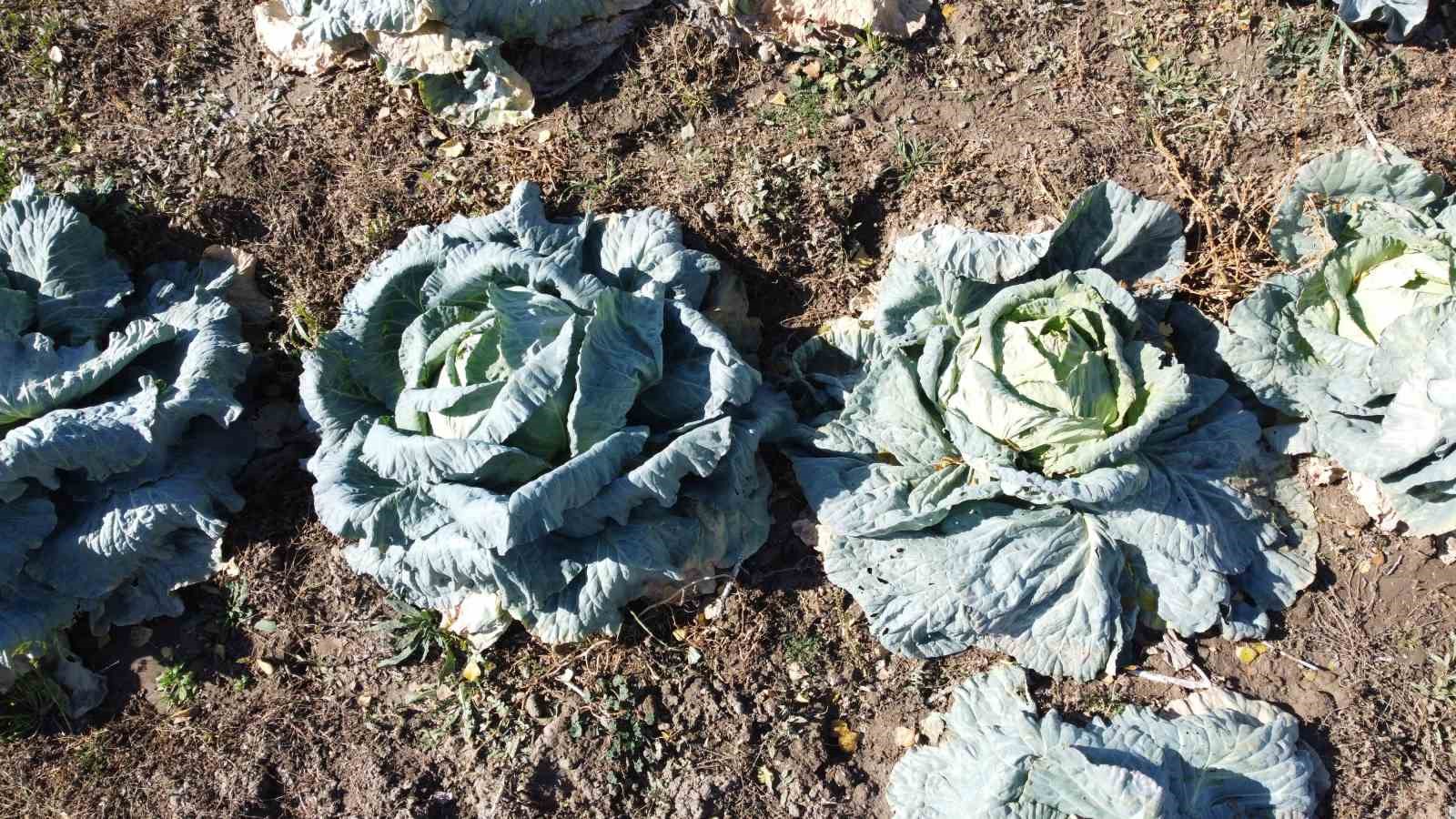 30 yıldır lahana üreten baba ve oğul, bölgeye organik ürün sunuyor 6 30 yildir lahana ureten baba ve ogul bolgeye organik urun sunuyor 2 RC2c24bP