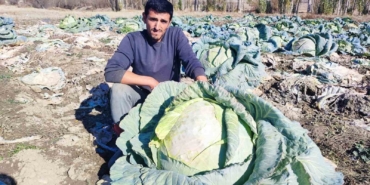 30-yildir-lahana-ureten-baba-ve-ogul-bolgeye-organik-urun-sunuyor-4xzVU3xh.jpg