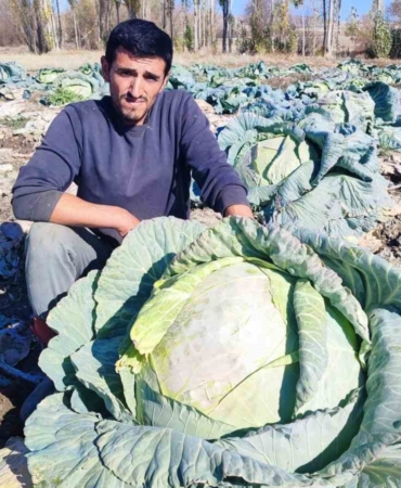 30-yildir-lahana-ureten-baba-ve-ogul-bolgeye-organik-urun-sunuyor-4xzVU3xh.jpg