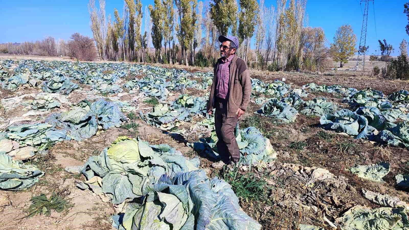 30 yıldır lahana üreten baba ve oğul, bölgeye organik ürün sunuyor 10 30 yildir lahana ureten baba ve ogul bolgeye organik urun sunuyor 6 n5lLFRVR