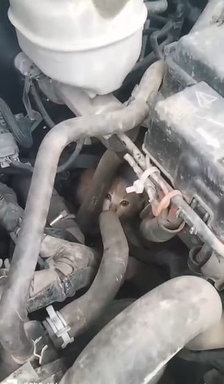 4 yavru kedinin dolmus motorundaki yolculugu hopada son buldu 2 YAnmJOiz