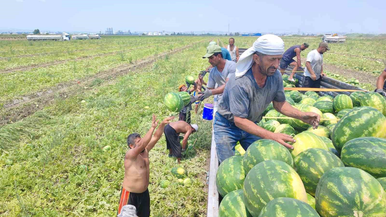 40 derece sicakta karpuz iscilerinin ekmek mucadelesi 0 2VvcK1vn