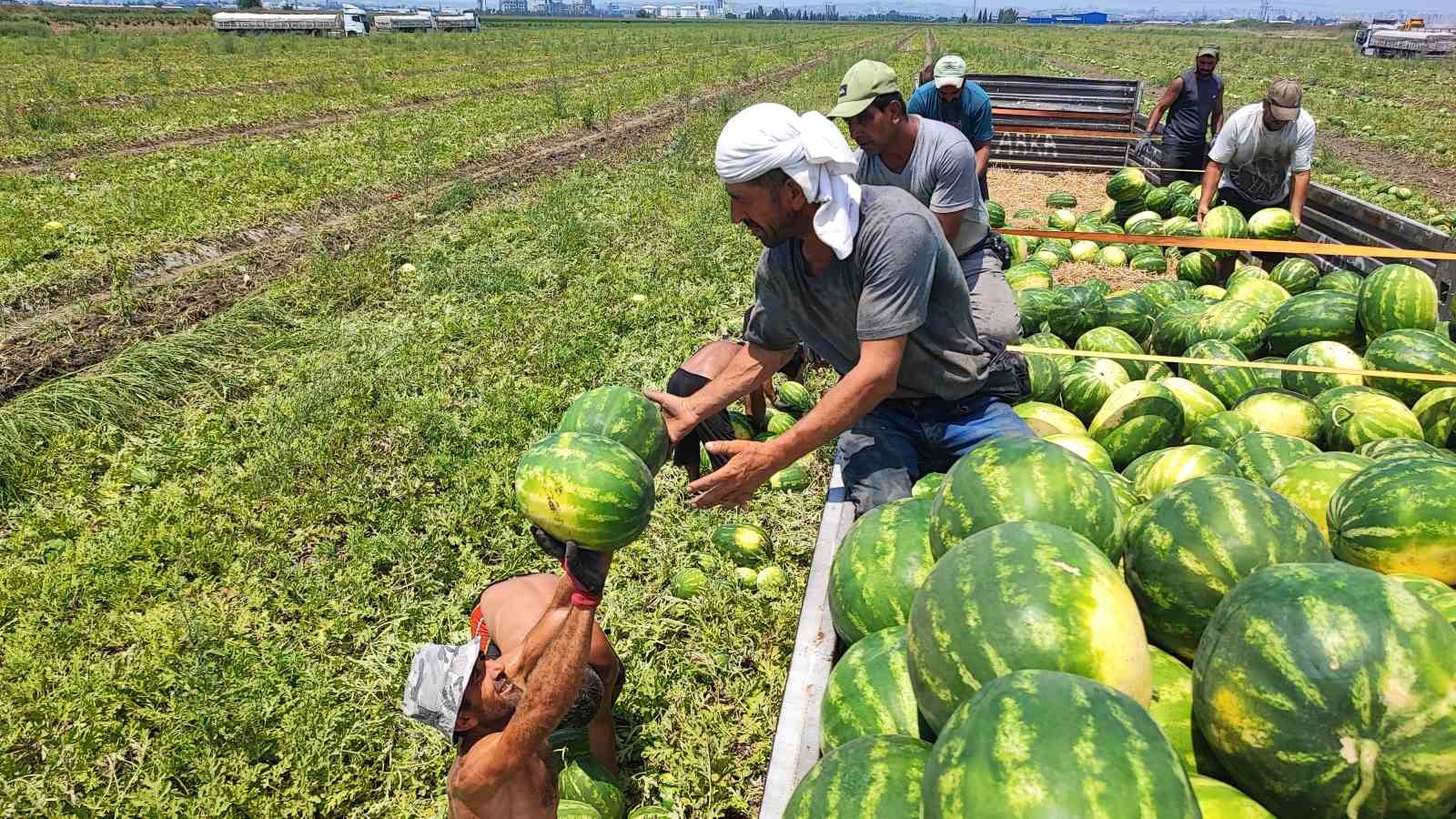 40 derece sicakta karpuz iscilerinin ekmek mucadelesi 3